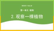 小学科学2.观察一颗植物优质教学课件ppt