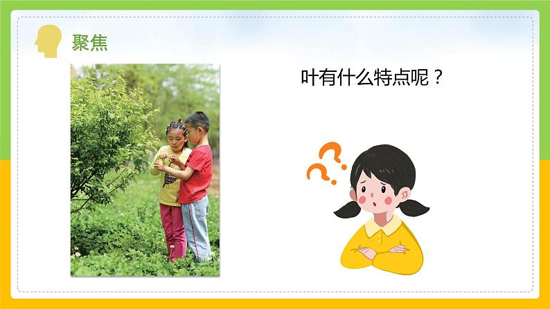 教科版 科学 一上 《观察叶》课件+教案(含教学反思)04