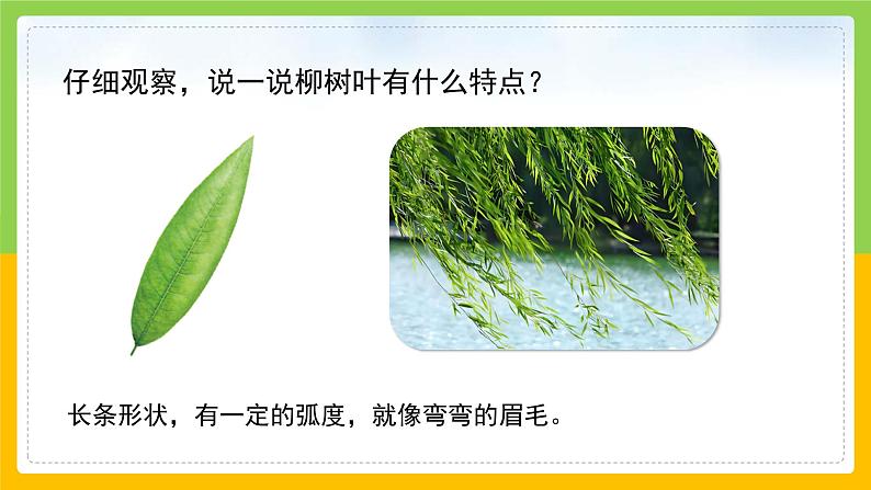 教科版 科学 一上 《观察叶》课件+教案(含教学反思)07