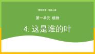 小学科学教科版 (2017)一年级上册4.这是谁的叶完整版教学课件ppt