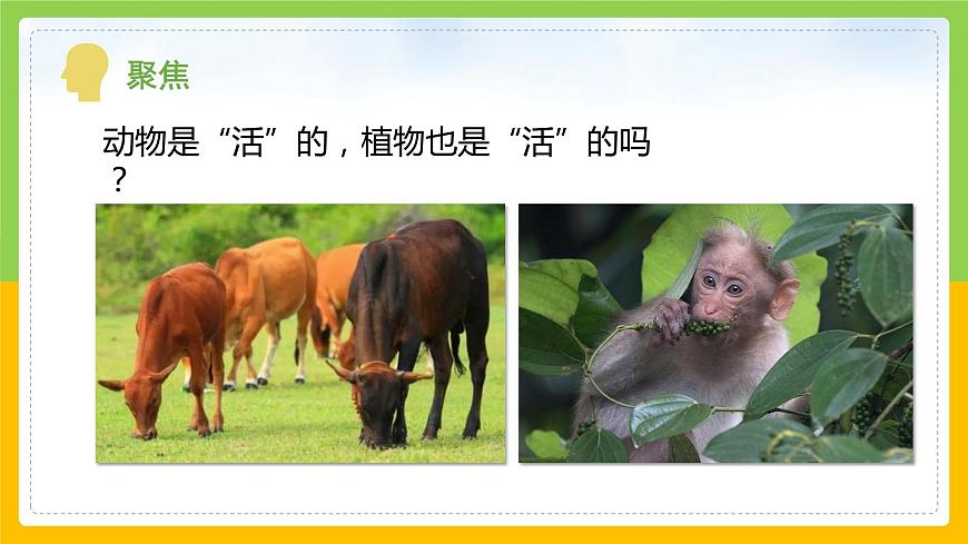 教科版小學科學一年級上冊 《植物是“活”的嗎》課件第4頁