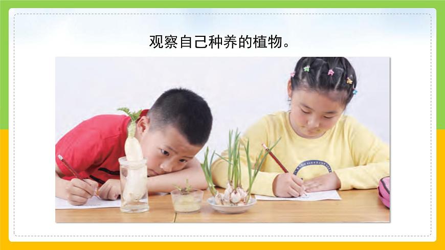 教科版小學科學一年級上冊 《植物是“活”的嗎》課件第5頁