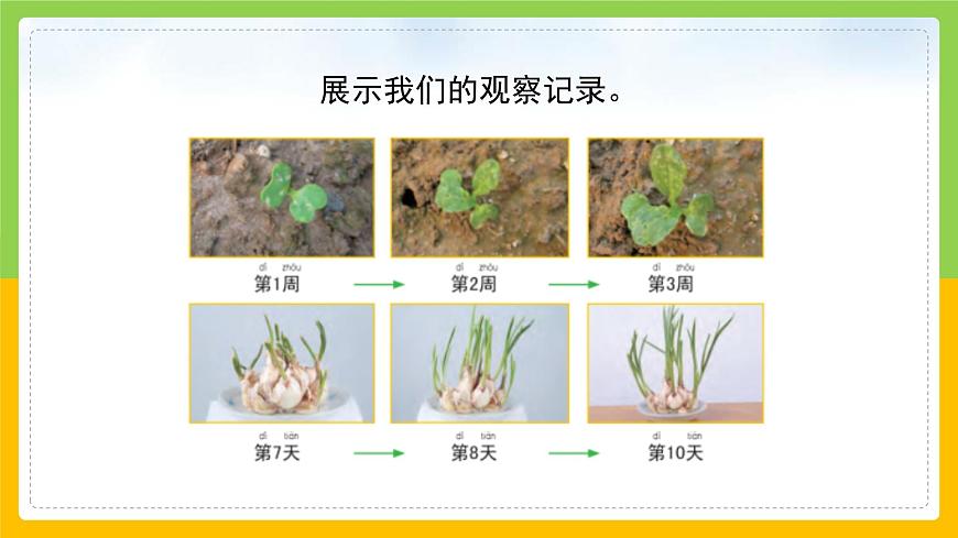 教科版小學科學一年級上冊 《植物是“活”的嗎》課件第6頁