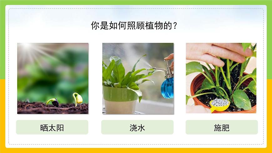 教科版小學科學一年級上冊 《植物是“活”的嗎》課件第7頁
