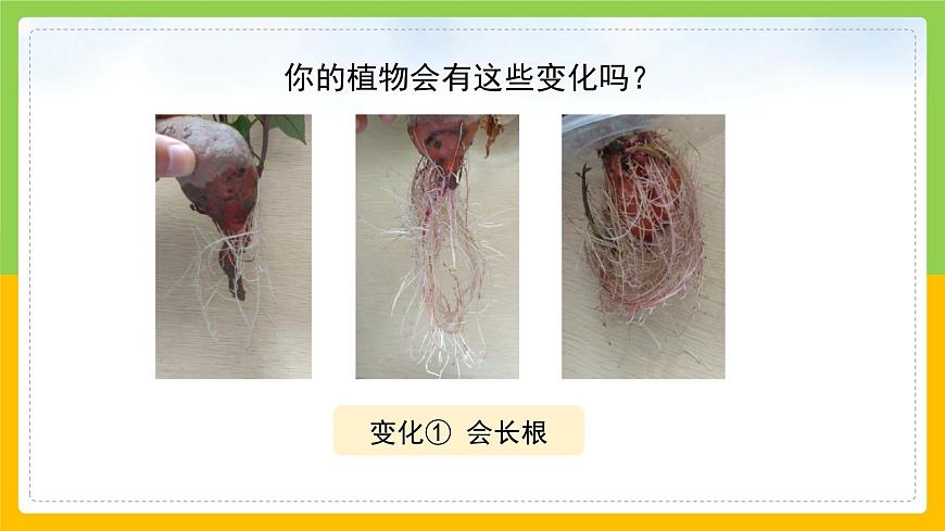 教科版小學科學一年級上冊 《植物是“活”的嗎》課件第8頁