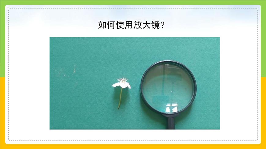 教科版小學科學一年級上冊 《校園里的植物》課件第6頁