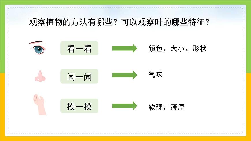 教科版小學科學一年級上冊 《校園里的植物》課件第7頁