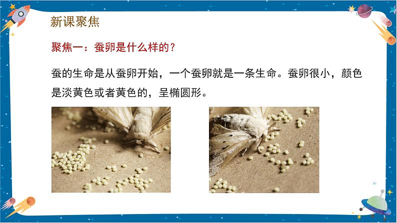 2.1 迎接蚕宝宝的到来(课件)第4页