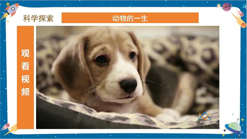 【核心素养】2.8《动物的一生》课件+教案(教科版科学三下)05