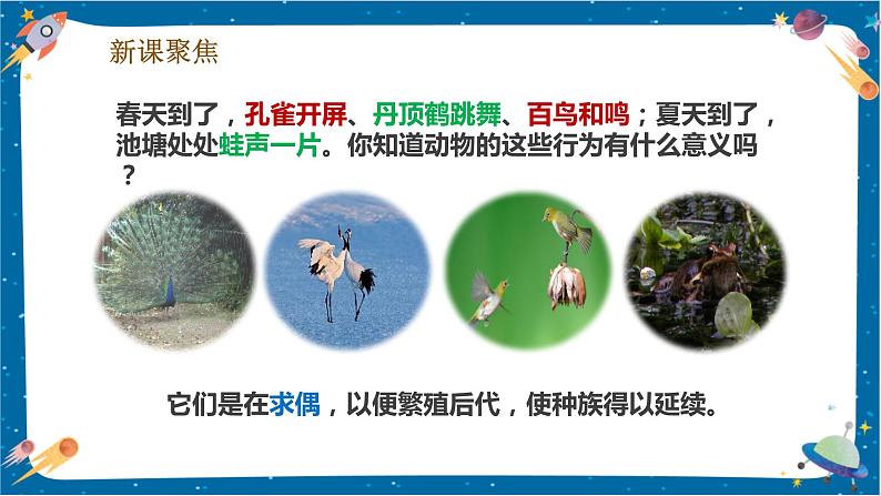 2.7 动物的繁殖(课件)第3页