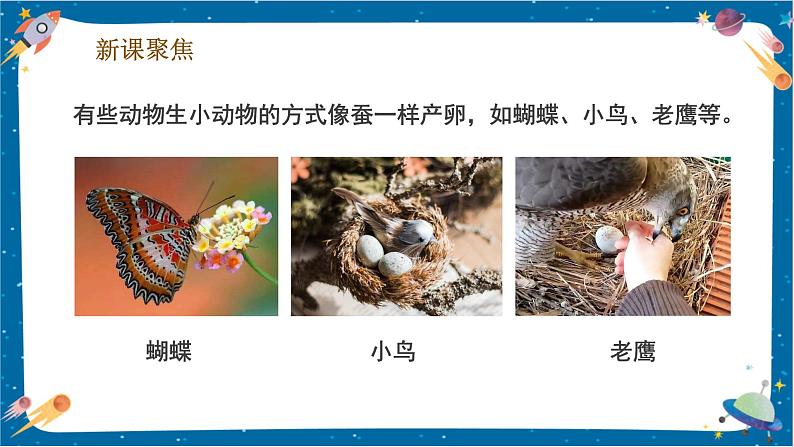 2.7 动物的繁殖(课件)第4页