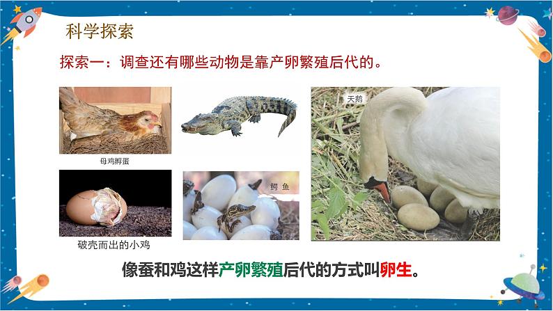 2.7 动物的繁殖(课件)第7页