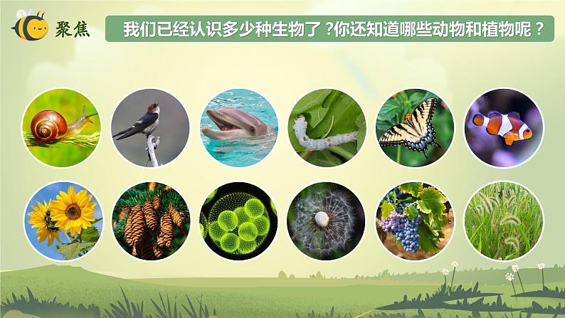 第1课 校园生物大搜索(教学课件)-2023-2024学年六年级科学下册同步精品课堂系列(教科版)第4页