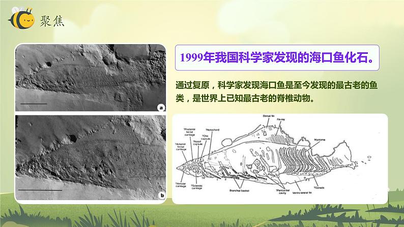 第6课 古代生物的多样性(教学课件)-2023-2024学年六年级科学下册同步精品课堂系列(教科版)04