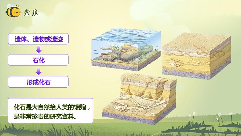 第6课 古代生物的多样性(教学课件)-2023-2024学年六年级科学下册同步精品课堂系列(教科版)05