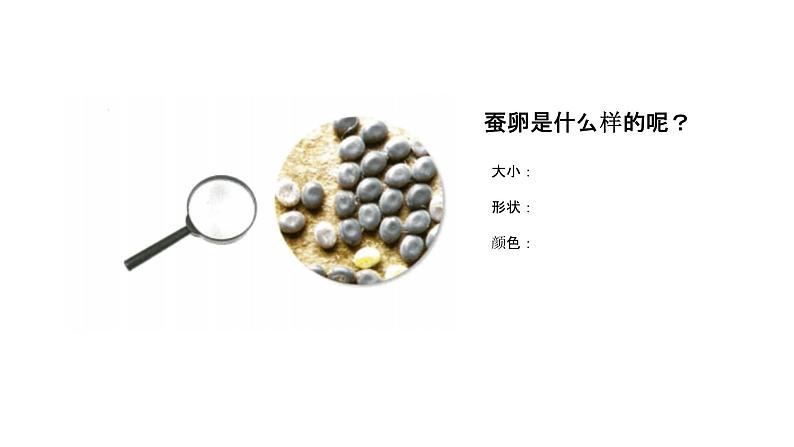 2、 《认识其他动物的卵》课堂实录+教案+教学课件+试题02