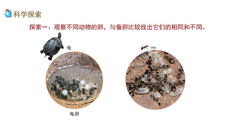 2、 《认识其他动物的卵》课堂实录+教案+教学课件+试题06