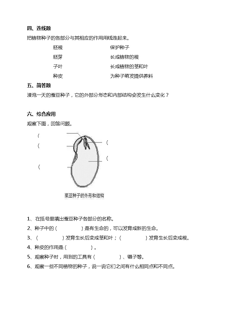 1.1《种子里孕育着新生命》试题(含解析)教科版(2017)四年级科学下册02