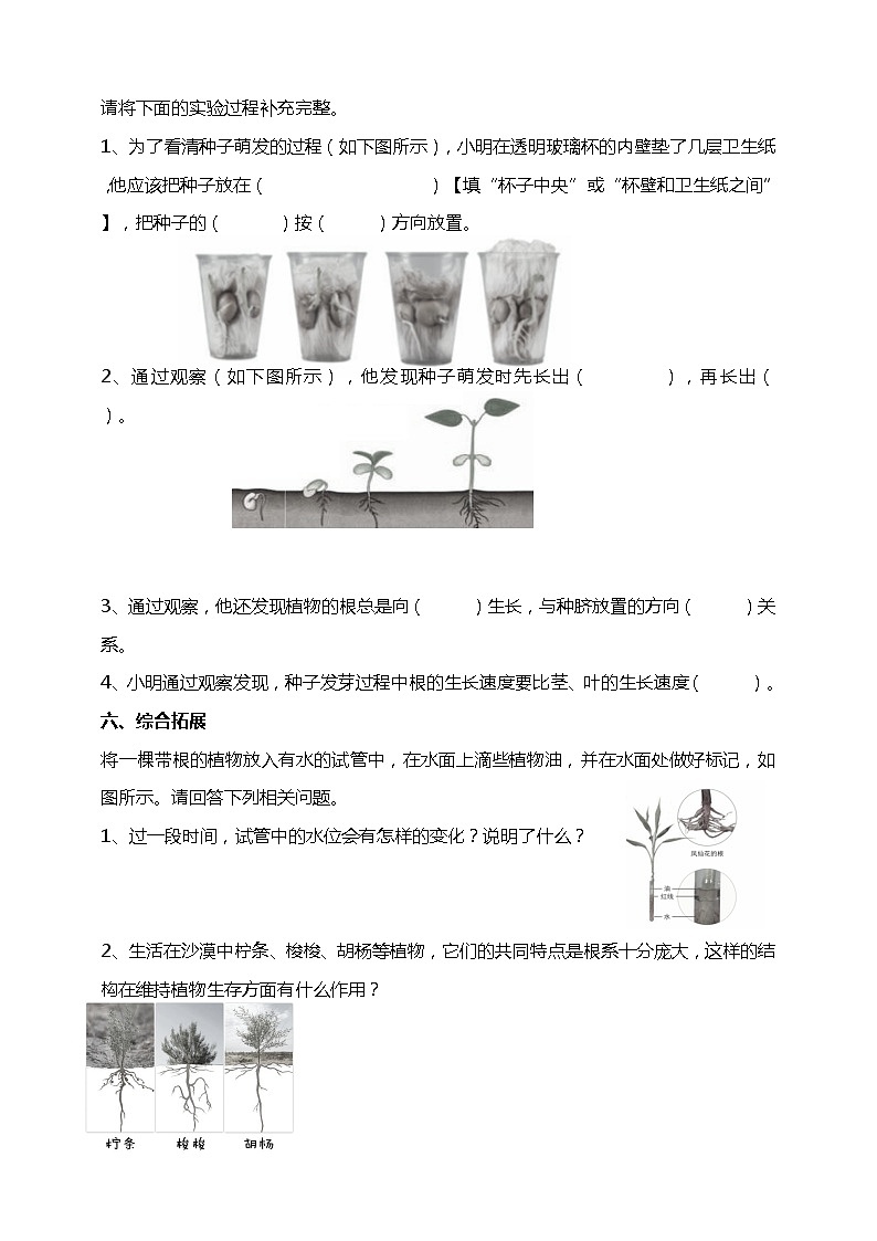 1.3《种子长出发根》试题(含解析)教科版(2017)四年级科学下册02