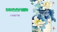 小学科学教科版 (2017)六年级下册3.形形色色的植物教学ppt课件