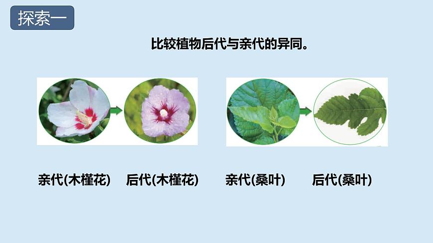 2.3《形形色色的植物》第6頁