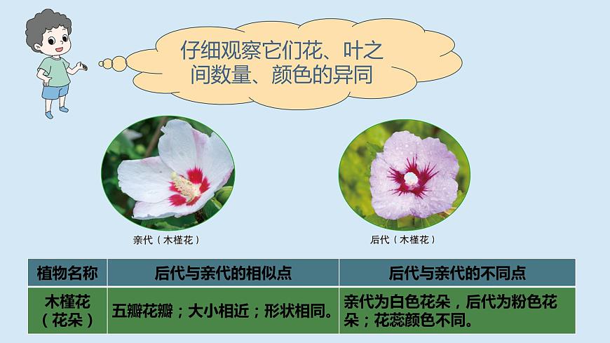 2.3《形形色色的植物》第7頁