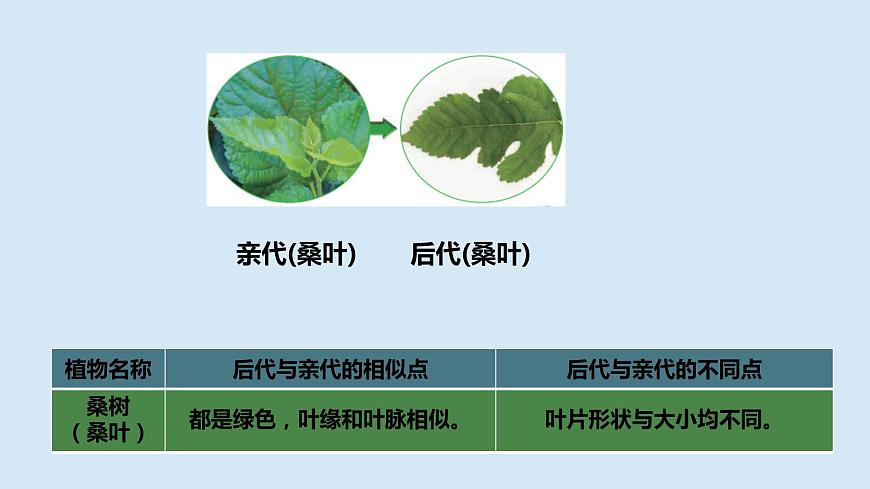 2.3《形形色色的植物》第8頁