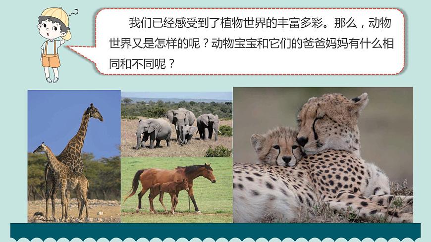 2.4多種多樣的動物第4頁