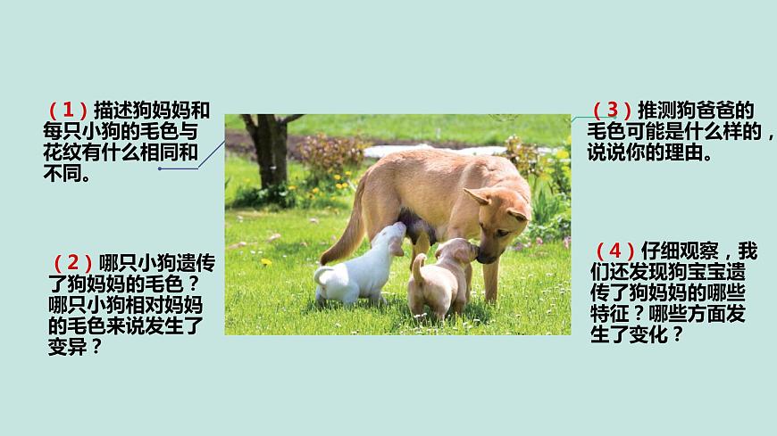 2.4多種多樣的動物第6頁