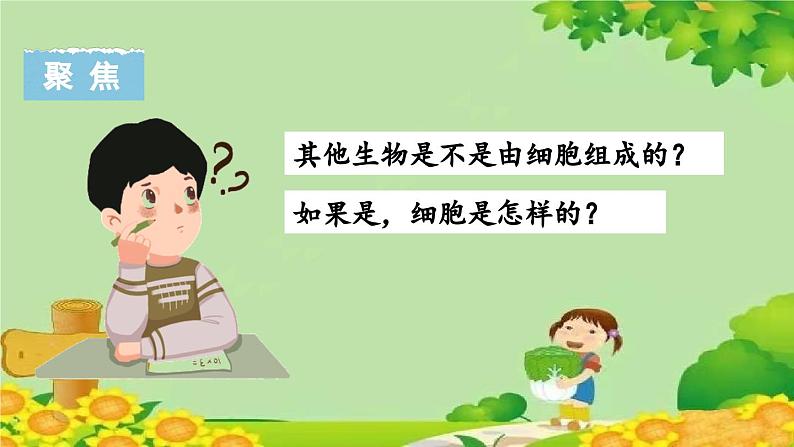 教科版(2017秋)科学六年级上册-1.5 观察更多的生物细胞课件第3页