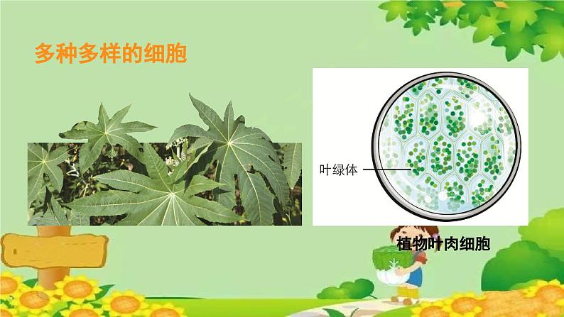 教科版(2017秋)科学六年级上册-1.5 观察更多的生物细胞课件第8页