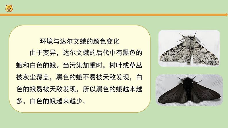 科学大象版六下1.3《环境变化与动物行为》同步课件第7页