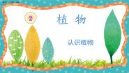 冀人版 (2017)一年级上册5 认识植物一等奖教学ppt课件