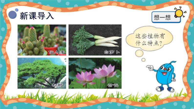 【核心素养】冀人版小学科学一年级 上册 5.认识植物 课件+教案（含教学反思）06