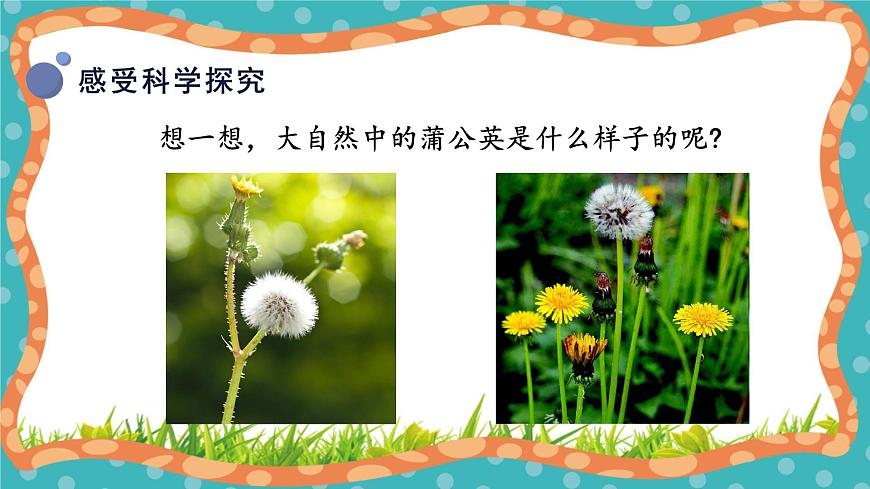 【核心素養(yǎng)】冀人版小學(xué)科學(xué)一年級(jí)下冊(cè) 6 觀察蒲公英第6頁