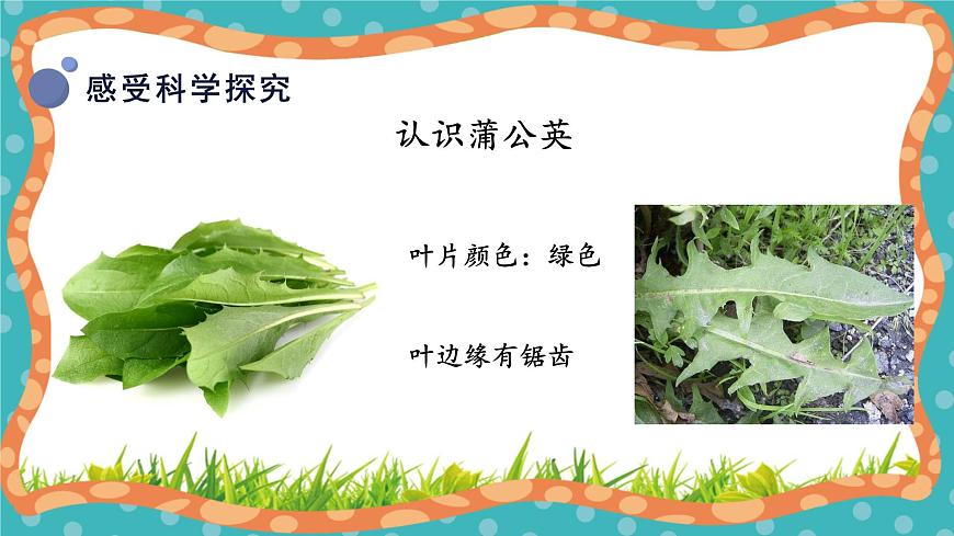 【核心素養(yǎng)】冀人版小學(xué)科學(xué)一年級(jí)下冊(cè) 6 觀察蒲公英第7頁