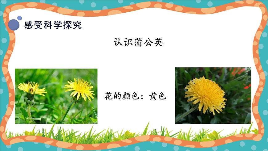 【核心素養(yǎng)】冀人版小學(xué)科學(xué)一年級(jí)下冊(cè) 6 觀察蒲公英第8頁