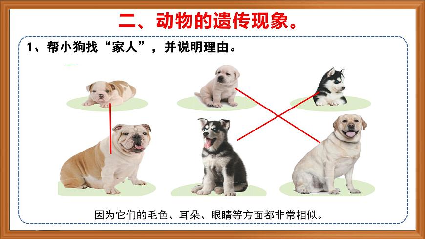 蘇教版小學(xué)科學(xué)六年級(jí)上冊(cè)第二單元《5 生物的遺傳》課件、視頻、作業(yè)設(shè)計(jì)第8頁(yè)