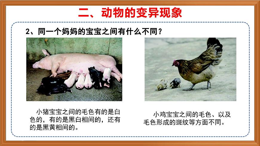 蘇教版小學(xué)科學(xué)六年級上冊第二單元《6 生物的變異》課件、視頻、作業(yè)設(shè)計第8頁