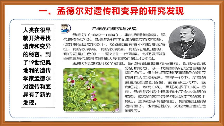蘇教版小學科學六年級上冊第二單元《7 尋找遺傳與變異的秘密》課件、視頻、作業(yè)設計第4頁