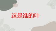 小学科学教科版 (2017)一年级上册4.这是谁的叶背景图课件ppt