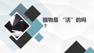 小学科学教科版 (2017)一年级上册5.植物是“活”的吗教案配套ppt课件