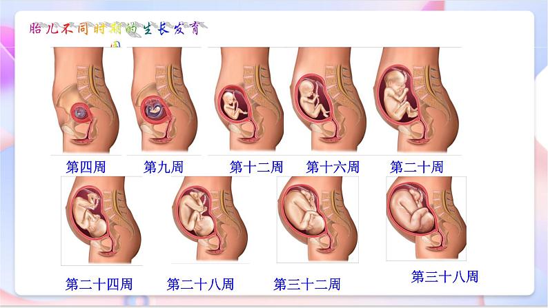 苏教版科学五年级下册 第三单元《它们是怎样延续后代的》第3课 《我是怎样出生的》课件第5页