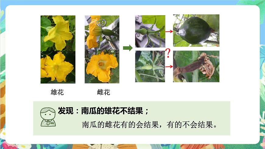 科教版科學(xué)四年級下冊 2.3 《花、果實和種子》 課件第2頁