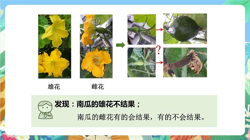 教科版科学四年级下册 2.3 《花、果实和种子》教学设计+反思+课件+课后习题附答案+素材02