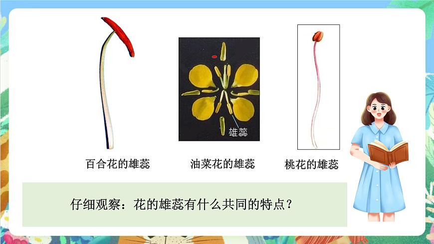 科教版科學(xué)四年級下冊 2.3 《花、果實和種子》 課件第3頁