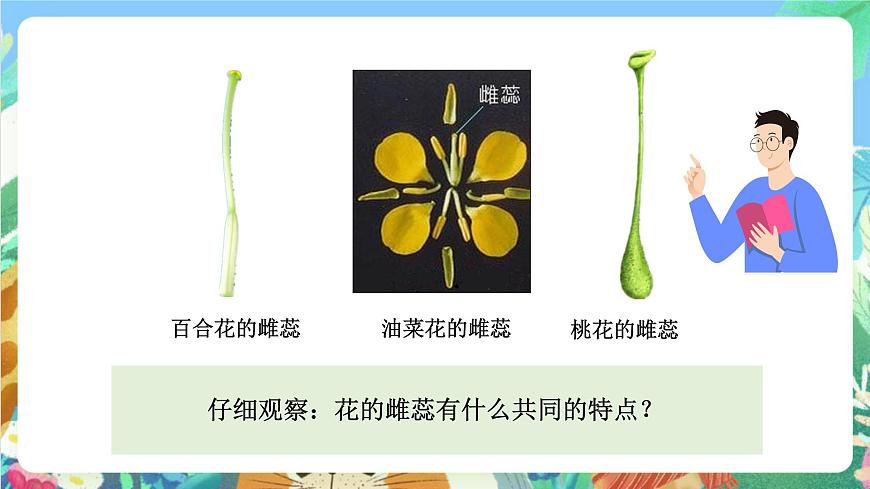 科教版科學(xué)四年級下冊 2.3 《花、果實和種子》 課件第4頁