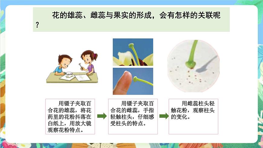 科教版科學(xué)四年級下冊 2.3 《花、果實和種子》 課件第5頁