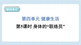 4.5 身体的“联络员”（习题课件)-2024-2025学年五年级上册科学教科版