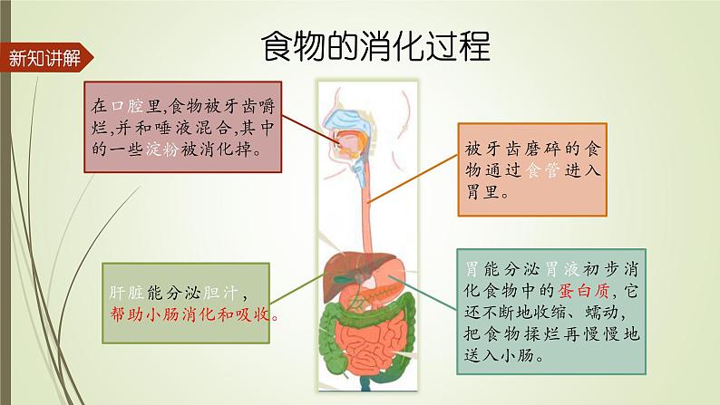 大象版小学科学四上第五单元 人体的消化器官1.一次神奇的旅行 课件04